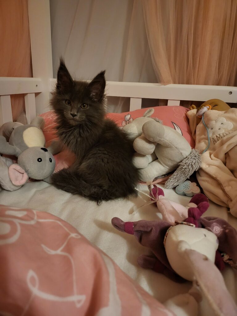 Découvrez Vénus, une adorable Maine Coon en devenir, posant avec grâce au milieu de ses sujets en peluches. Une douceur féline qui illumine votre journée !