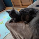 Dans son royaume du canapé, Vénus le Maine Coon allie détente et élégance. Une muse féline qui prouve que même le mobilier est plus chic avec elle dessus.