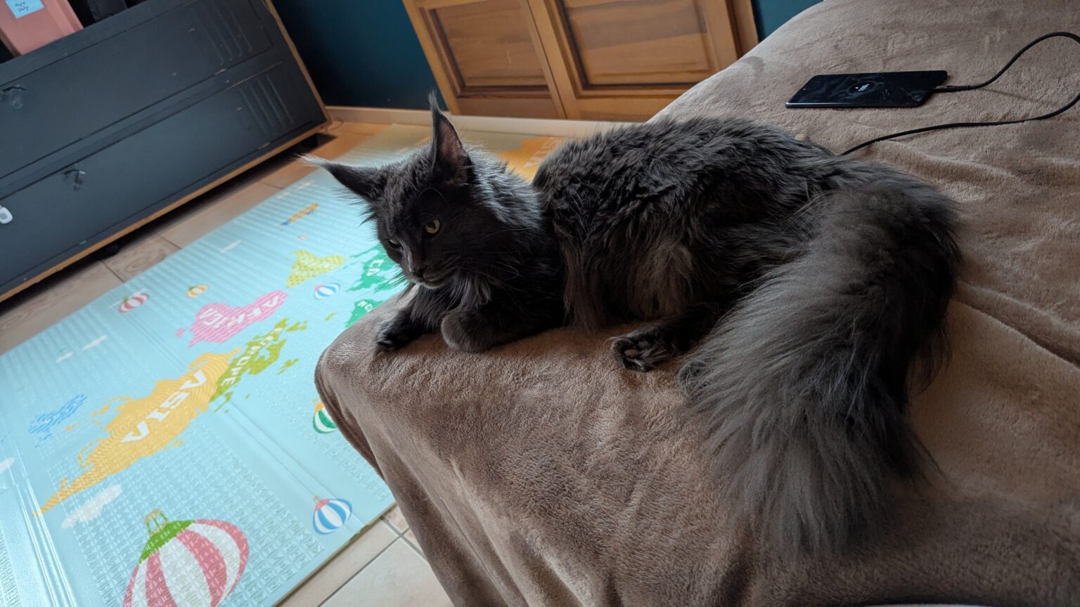 Dans son royaume du canapé, Vénus le Maine Coon allie détente et élégance. Une muse féline qui prouve que même le mobilier est plus chic avec elle dessus.