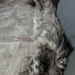 Allongée sur le dos, les quatre pattes en l’air, Vénus montre que le canapé est bien plus qu’un meuble, c’est un sanctuaire. Une leçon de relaxation absolue, signée par cette Maine Coon experte en détente.
