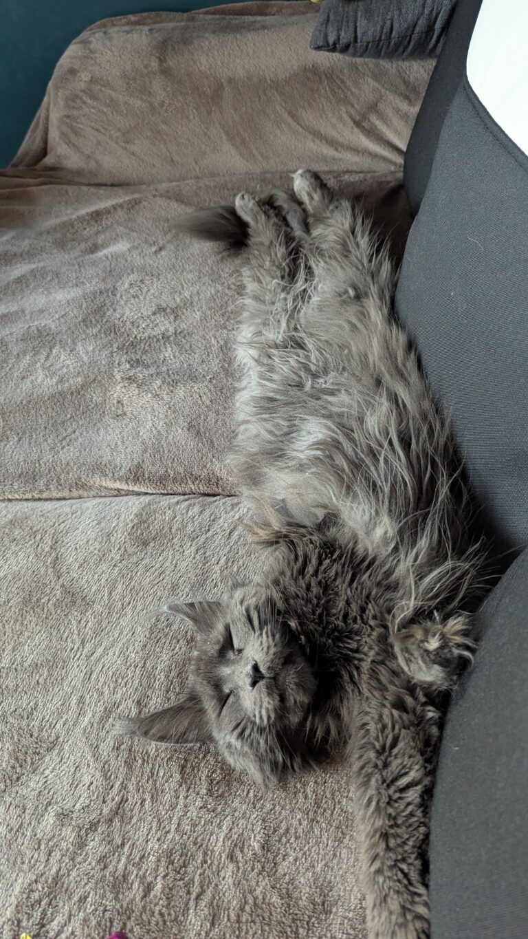 Allongée sur le dos, les quatre pattes en l’air, Vénus montre que le canapé est bien plus qu’un meuble, c’est un sanctuaire. Une leçon de relaxation absolue, signée par cette Maine Coon experte en détente.