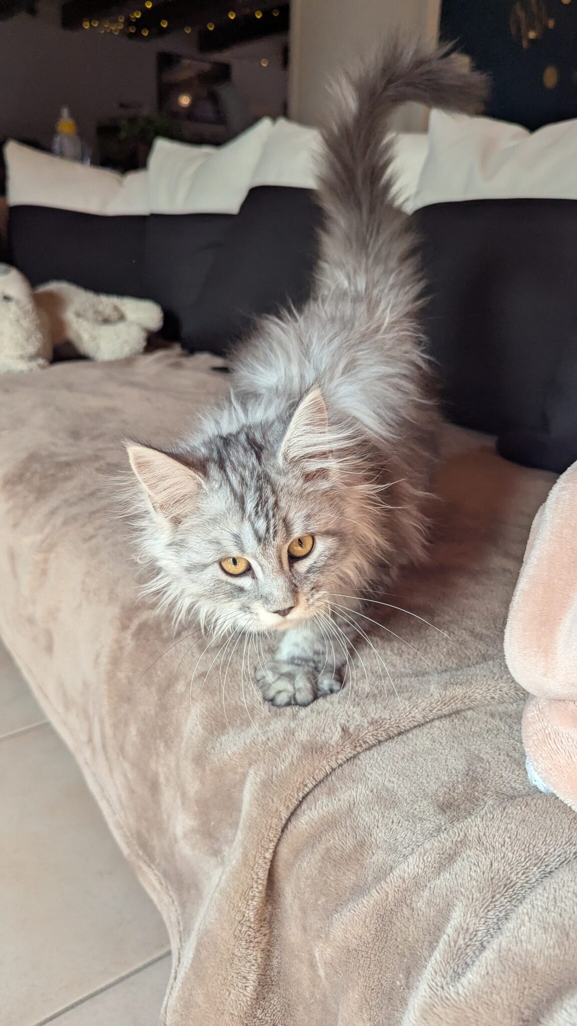 Dans une allure digne des grands félins, Zoé traverse le canapé avec une grâce captivante. Mi-chat, mi-panthère, elle est la définition même de l’élégance en mouvement.