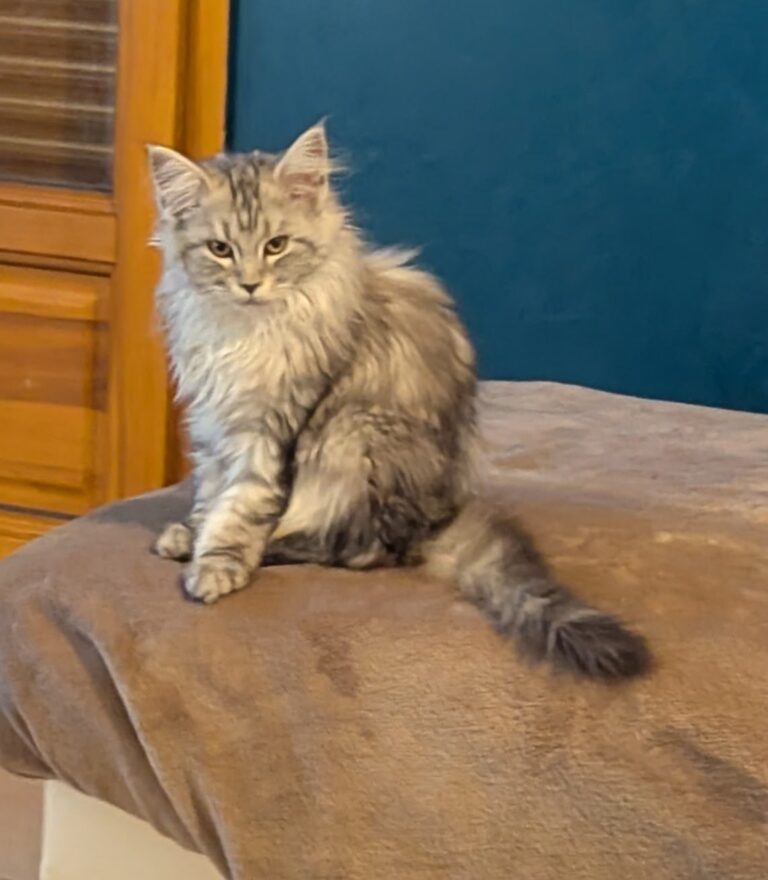 Assise sur le canapé, Zoé arbore son regard le plus féroce... ou tout du moins, ce qu'elle pense être féroce. À mi-chemin entre panique et hilarité, ce chaton prouve que même les attaques les plus redoutables peuvent être mignonnes.