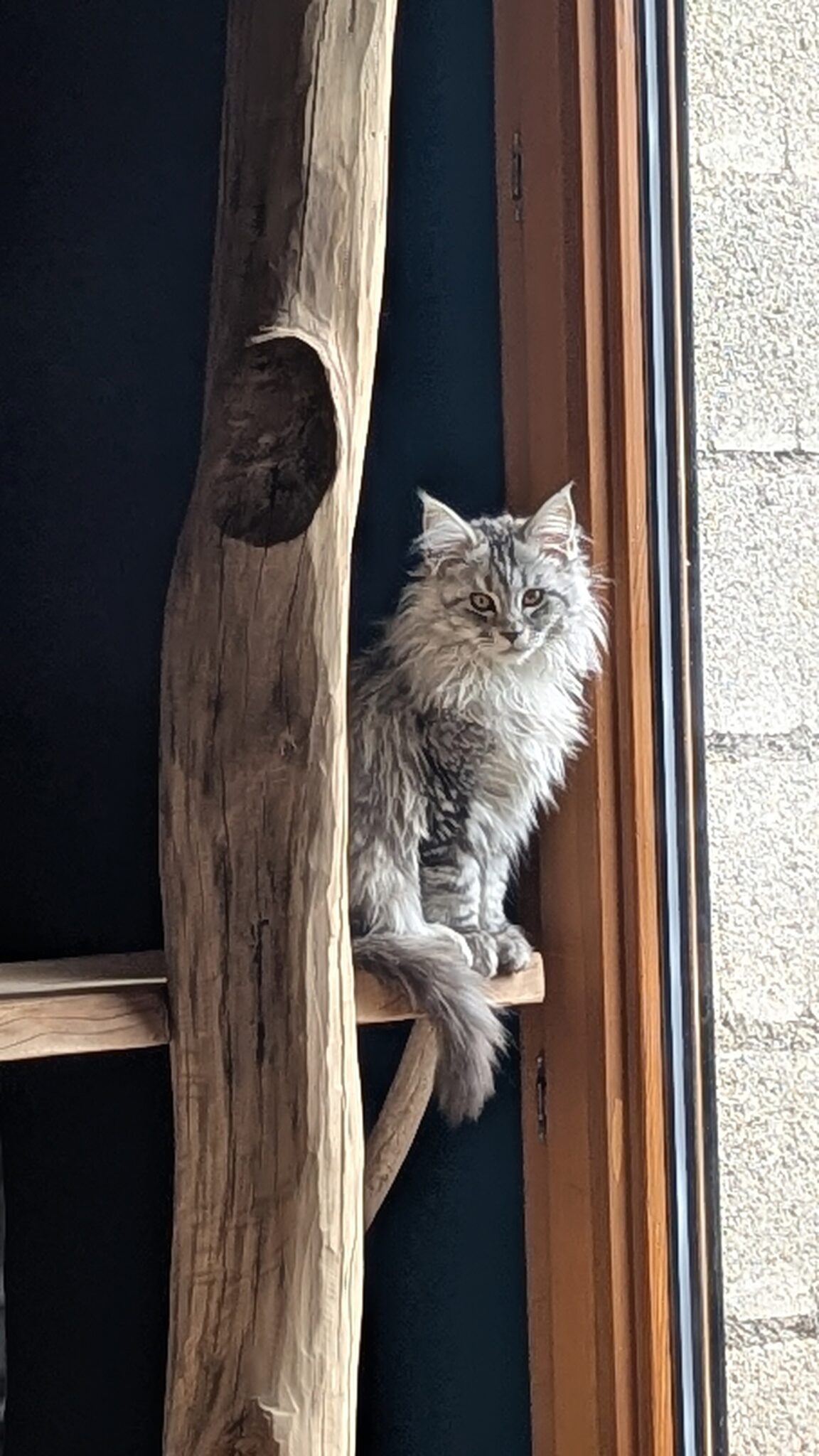 Du sommet de son arbre à chat, Zoé veille avec sérieux... ou presque. Ce chaton ambitieux explore de nouvelles altitudes, convaincue que d'ici, elle peut enfin percer le mystère du bruit de l’aspirateur.