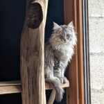 Du sommet de son arbre à chat, Zoé veille avec sérieux... ou presque. Ce chaton ambitieux explore de nouvelles altitudes, convaincue que d'ici, elle peut enfin percer le mystère du bruit de l’aspirateur.