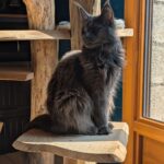 Perchée sur son trône de bois naturel, Vénus surveille son royaume avec un calme royal. Avec un éclat de soleil illuminant sa fourrure, elle prouve que même les chats peuvent être des icônes de glamour. L’élégance a quatre pattes, et c’est Vénus qui la porte !