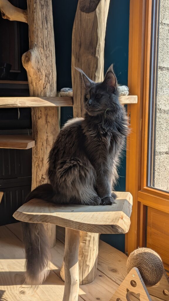 Perchée sur son trône de bois naturel, Vénus surveille son royaume avec un calme royal. Avec un éclat de soleil illuminant sa fourrure, elle prouve que même les chats peuvent être des icônes de glamour. L’élégance a quatre pattes, et c’est Vénus qui la porte !