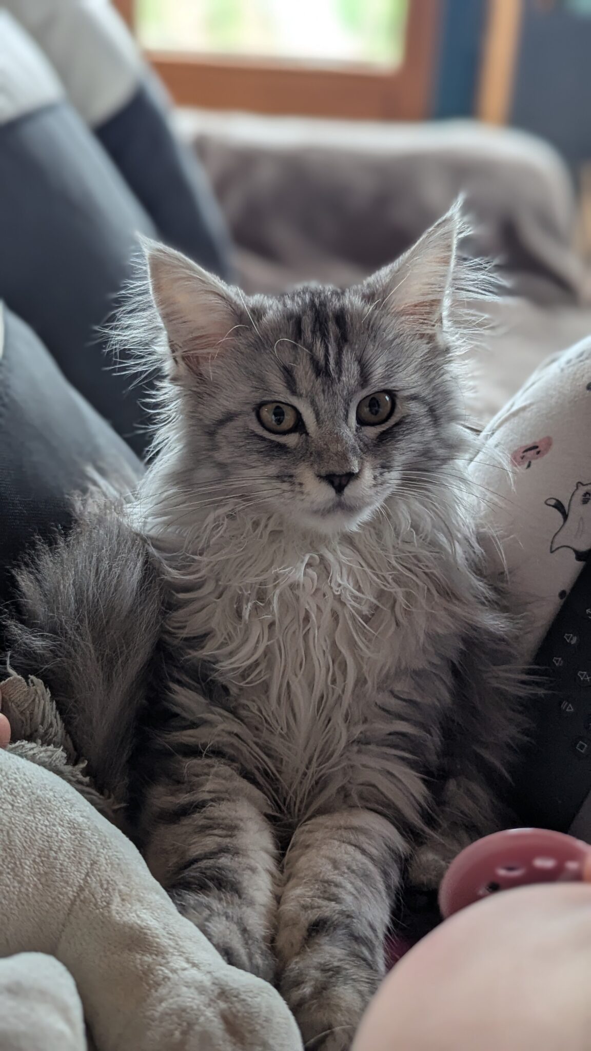 Zoé, petit chaton gris et doux, maîtrise l’art du câlin parfait. Entre ses papattes tendues et son regard attendrissant, elle prouve qu’un canapé est bien plus qu’un meuble : c’est un temple de tendresse féline.