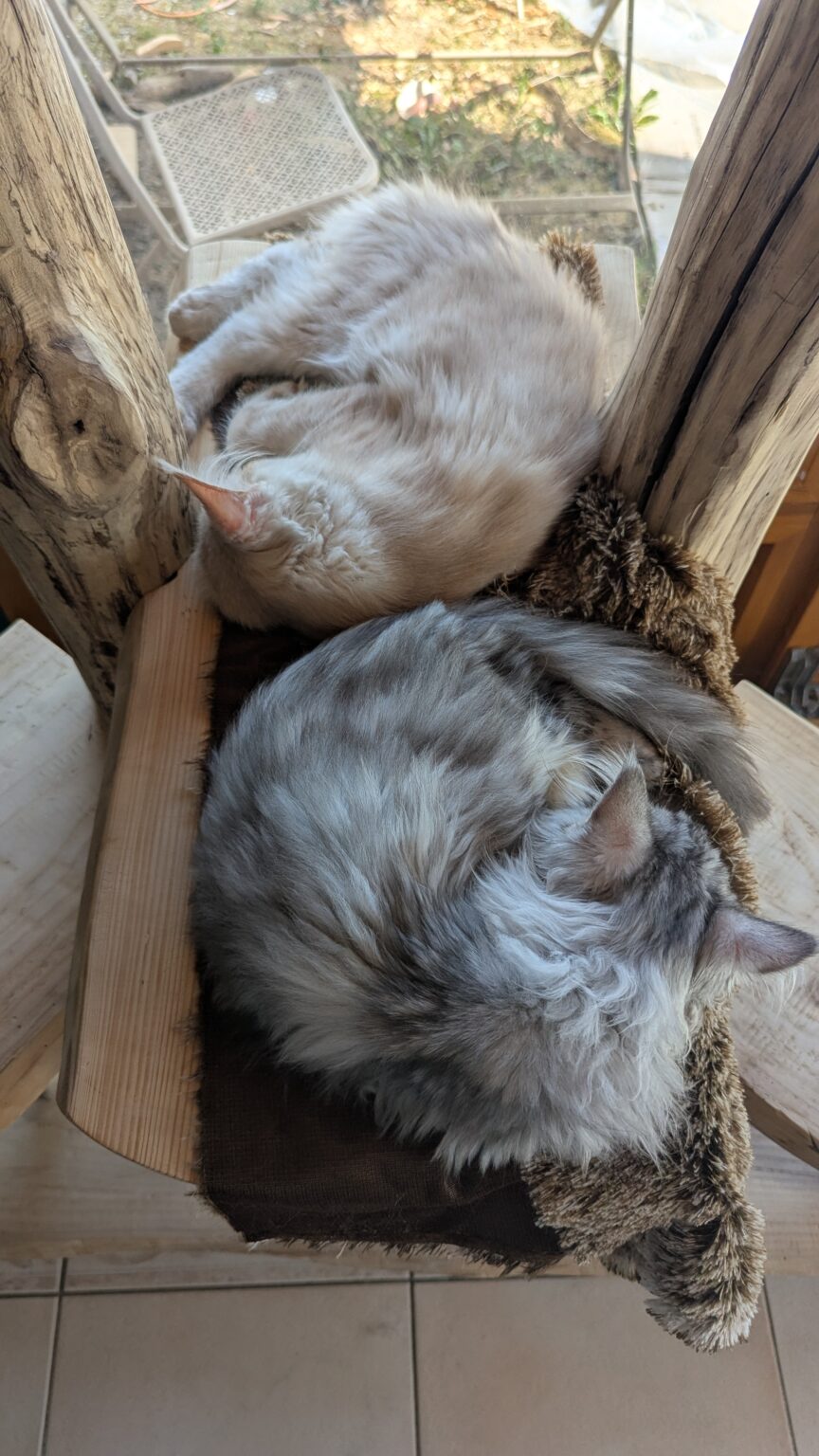 Dans un instant de parfaite harmonie, Visérion et Zoé partagent un sommet félin. Tandis que Visérion impose son aura impériale, Zoé explore le concept de ‘reine espiègle en formation’. Ensemble, ils redéfinissent l’art du repos majestueux.