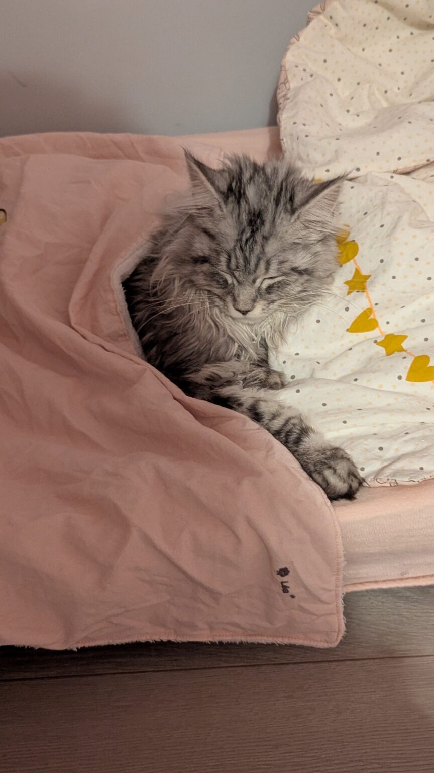 Dans un lit confectionné avec amour par sa maîtresse de jeune age, Zoé incarne la royauté féline. Entre câlins et contes de fées, cette princesse à quatre pattes a trouvé son royaume… et il est rose et douillet.