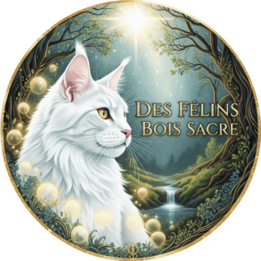 Des Félins Bois Sacré